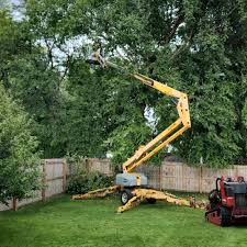 Lewisburg, OH Tree Services Company