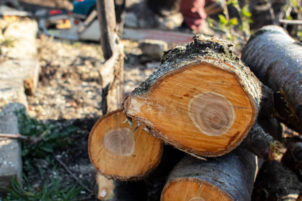 How Our Tree Care Process Works  in  Lewisburg, OH